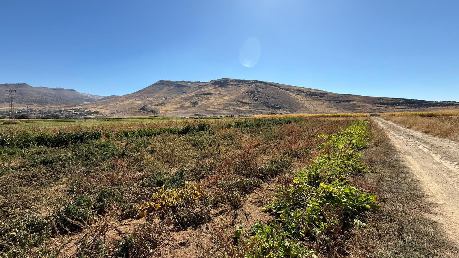 KAYSERİ DEVELİ ZİLE MAHALLESİ BURUNUCU MEVKİİNDE SATILIK TARLA